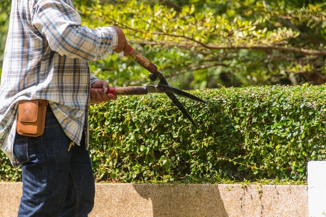 Garden Maintenance Islington, Barnsbury, Canonbury, N1